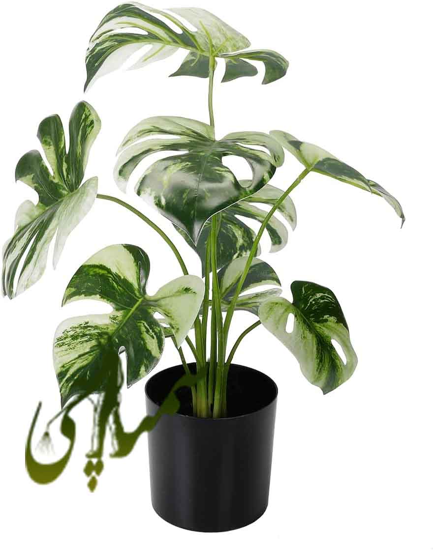 برگ انجیری ابلق (Monstera variegata)